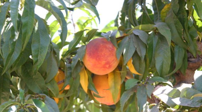 Local farm products target of Chinese tariffs