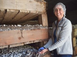 Mushroom crops yield millions