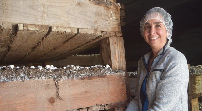 Mushroom crops yield millions