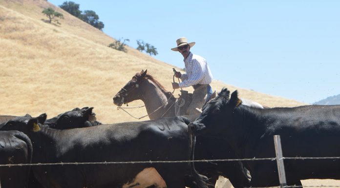 End of May is payday for cattle ranchers