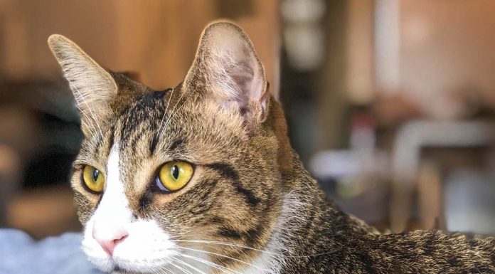 Keep pets safe during the holiday