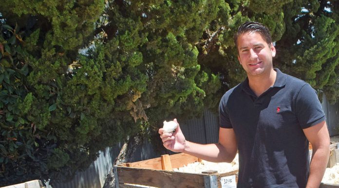 Garlic is big business