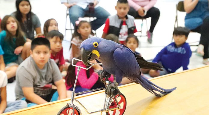 Parrots parade on bikes