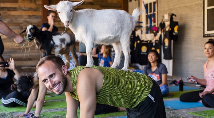 Yoga meets goats