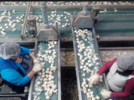 Christopher Ranch endorses tariffs on Chinese garlic