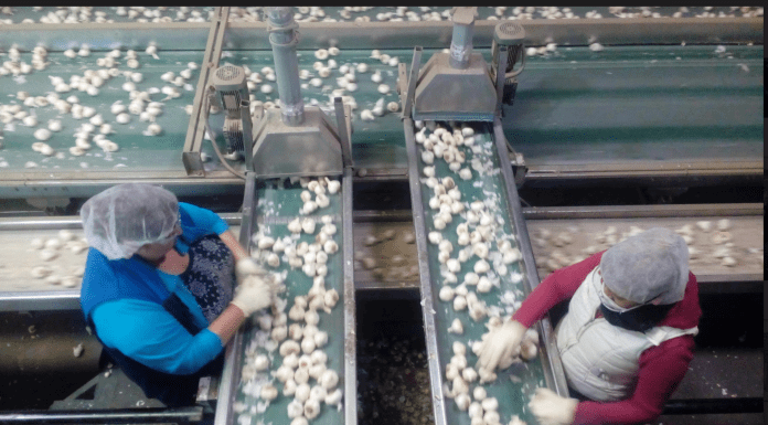 Christopher Ranch endorses tariffs on Chinese garlic