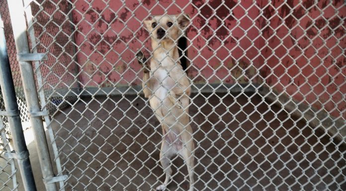 Pet adoptions $20 for rest of 2018