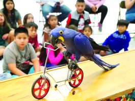 Ailes led the way in face of extreme danger