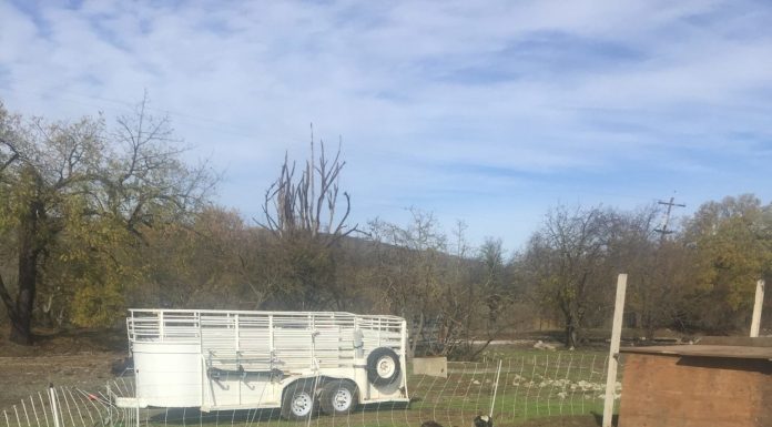 Landscape goats stolen from north MH field