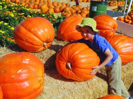 Fuel-conscious consumers crazy for hybrids