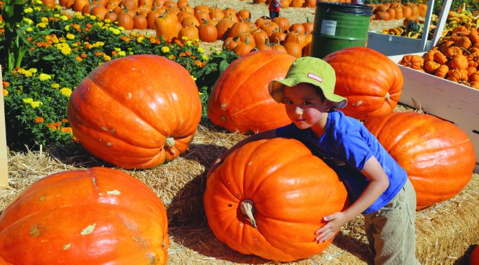Uesugi promises return of Pumpkin Park