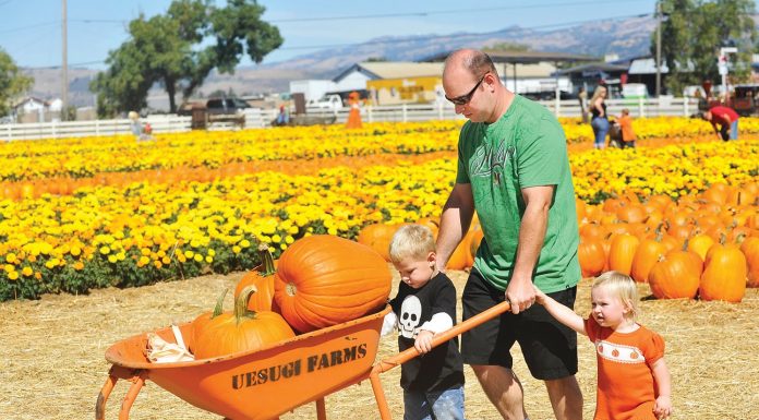 Owners promise return of Pumpkin Park