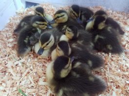 Trader Joe’s Mania Hits South Valley