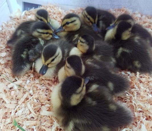 Trader Joe’s Mania Hits South Valley