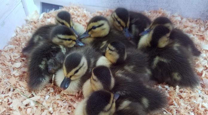 Police rescue ducklings from Morgan Hill storm drain