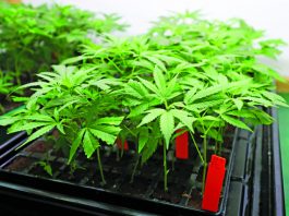 Cannabis narrowly loses, again, in Morgan Hill