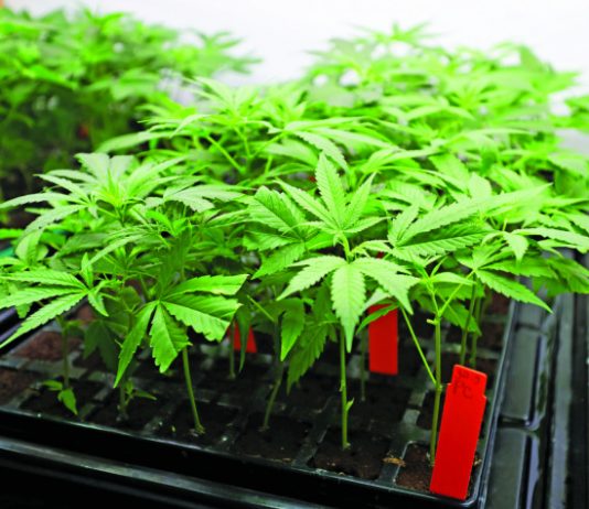 New 2024 laws protect workers who use cannabis