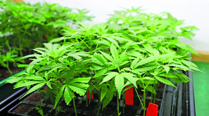 Cannabis narrowly loses, again, in Morgan Hill