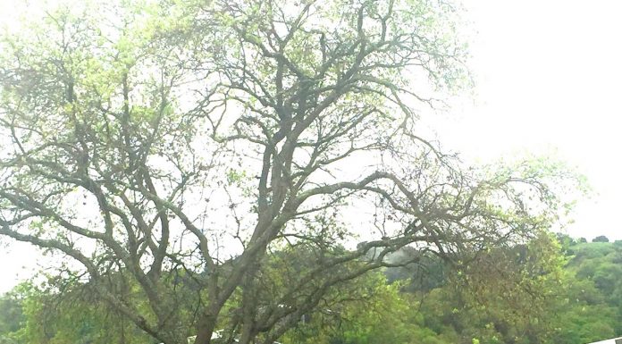 Gavilan reports Covid-19 case on campus