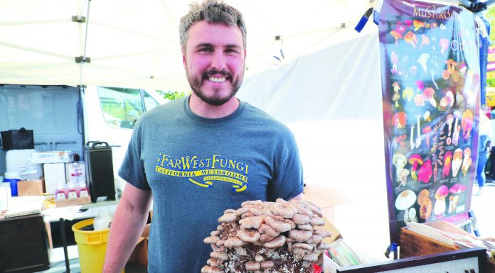 Mushroom fest returns with big changes for 2023