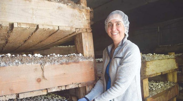 Mushroom boom leads ag