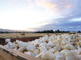 Garlic production kicks off, alleviates nationwide shortage