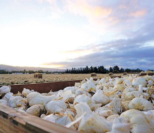Garlic production kicks off, alleviates nationwide shortage