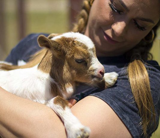 Animals return to Gilroy Ostrich Farm after Crews Fire evacuation