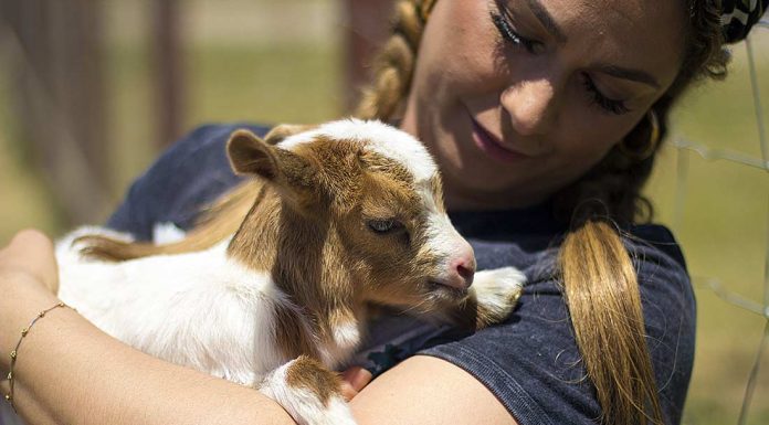 Animals return to Gilroy Ostrich Farm after Crews Fire evacuation