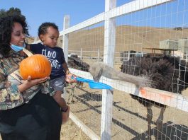 Gilroy Ostrich Farm, local businesses get into the Halloween spirit