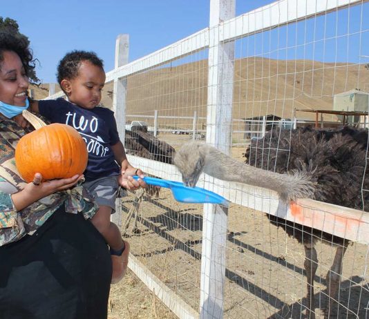 Gilroy Ostrich Farm, local businesses get into the Halloween spirit