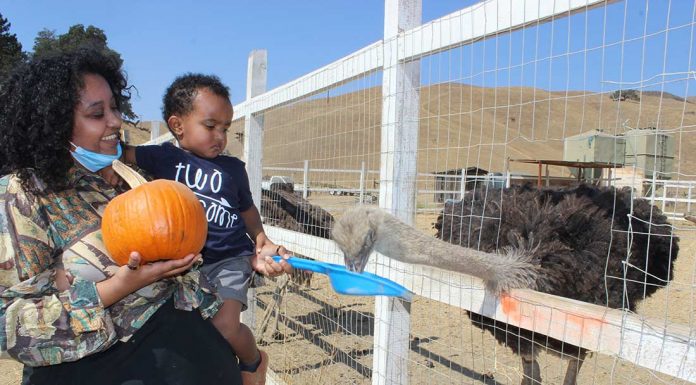 Gilroy Ostrich Farm, local businesses get into the Halloween spirit