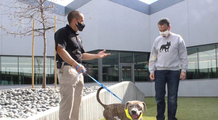 San Martin animal shelter moves from converted house into expansive campus