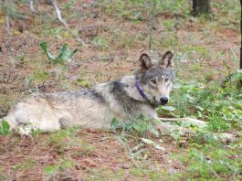 Endangered gray wolf arrives in San Benito County