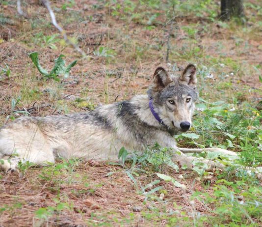 Endangered gray wolf arrives in San Benito County
