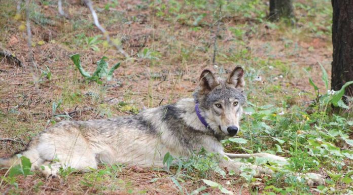 Endangered gray wolf arrives in San Benito County