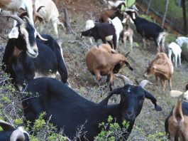 Goats help create defensible space