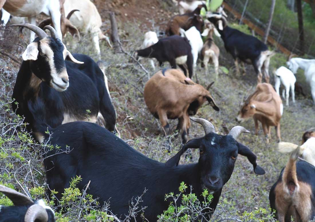 Goats Help Create Defensible Space, Landscape Contractors Morgan Hill Ca