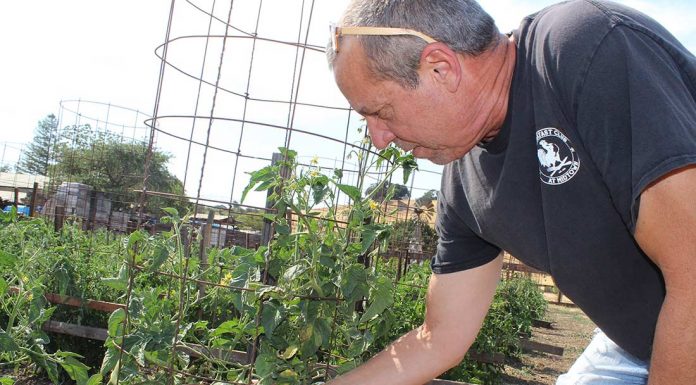 Terra Amico Farms in San Martin prepares for summer events