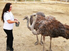 Ostrich Farm joins variety of regional Halloween events gilroy ostrich farm nia broge