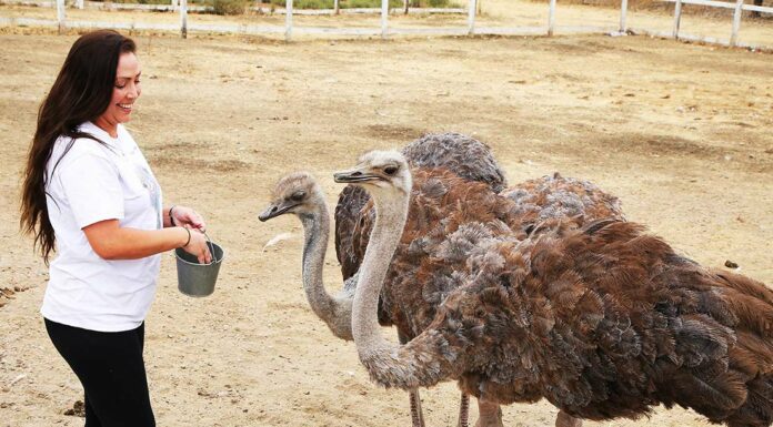 Ostrich Farm joins variety of regional Halloween events gilroy ostrich farm nia broge