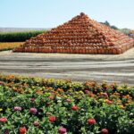 Image for display with article titled Pumpkin Patch Will Reopen in Coyote Valley