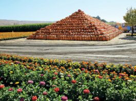 Pumpkin Patch will reopen in Coyote Valley spina farms pumpkin patch pyramid morgan hill san jose santa teresa boulevard bailey avenue