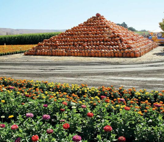 Local Scene: South Valley Symphony plays Oct. 9; Pumpkin Patch open now spina farms pumpkin patch pyramid morgan hill san jose santa teresa boulevard bailey avenue