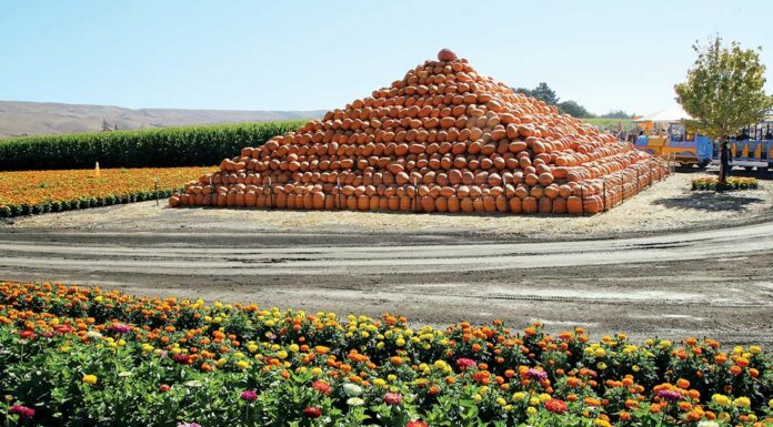 Pumpkin Patch will reopen in Coyote Valley spina farms pumpkin patch pyramid morgan hill san jose santa teresa boulevard bailey avenue