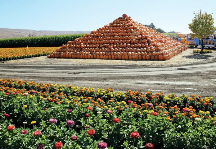 spina farms pumpkin patch pyramid morgan hill san jose santa teresa boulevard bailey avenue