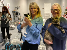 Meet your next pet at adoption playroom