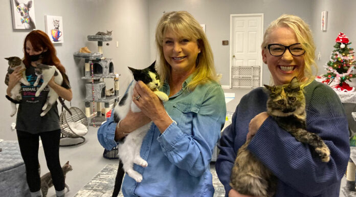 Meet your next pet at adoption playroom