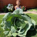 Image for display with article titled Morgan Hill third-grader grows ‘Best in State’ cabbage