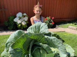 Morgan Hill third-grader grows ‘Best in State’ cabbage